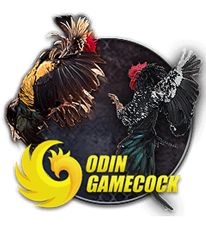 banner-od_cock